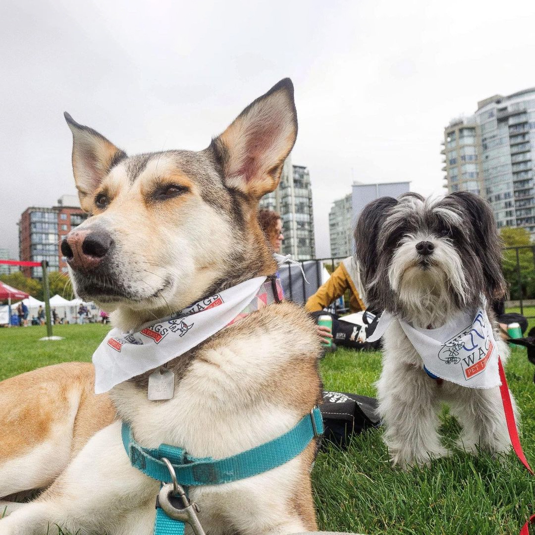 walksnwagspetfirstaid Instagra Post